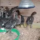 للبيع صوص فيومي العدد44