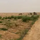 تصلح لأهل الحلال في الهجره