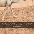 للبيع ناقه وضحا كفو ضروبه تو سحبت ولدها وعلى جميع الشروط