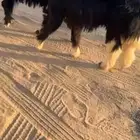 رخل نجدية كفووو