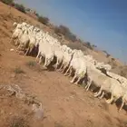 للبيع ضان حريات مراح واحد العدد97فحول 2