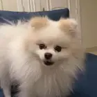 الخبر  العقربية