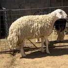 شاه حريه صنف
