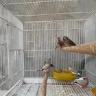 ماشاءالله 6 أجواز زيبرا حجم وسط