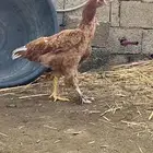 هجين بين البراهما والباكستاني