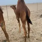 قعود شحم على حليب امه