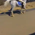 حصان واهو