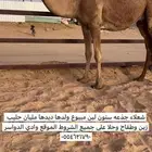 شعلا جذعه خفوت مبيوع ولدها ديدها مليان حليب