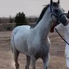 حصان شيخ سبوق فزاز