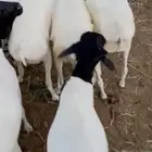 برابر مرابي