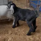 تيس عمره شهرين ونص