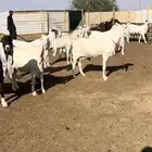 للبيع معزاء مراح خصم