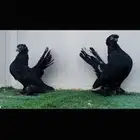 زوج الفحل الاسكا والنثيه كرنقو