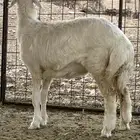 رخل حريه شحم ونظيفه