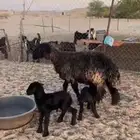رغوث عربيه توم