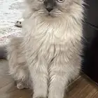 قطه