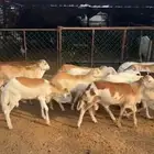 للبيع رفيديات