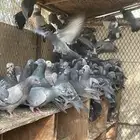 حمام خظاري سوادي لأهل الصقور