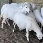 ضان رفيديات 16 راس 2مواليد والباقي دفيع