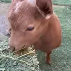 تيس مولود شهرين