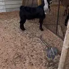 تيس مشروع فحل