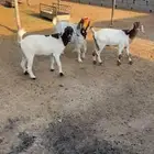 معزاء للبيع