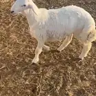 خروف حري صنف مميز فحل