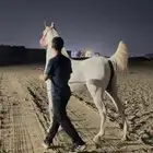 فرس واهو فاخره ونسب قوي