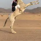 حصان شعبي كفو