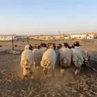 بهم للبيع
