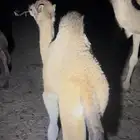 قعود نظيف وسمين