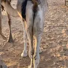 حوار قعود لباني بري يرضع امه