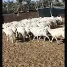 للبيع شياه العدد 67