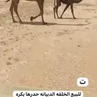 الابل