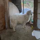 خروف بلدي