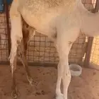 حوار اوضح قعود