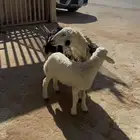 خلفه مشروكه تحتها واحد