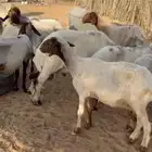 للبيع غنم