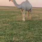لقحه على بعير حيسوني وللقاح شرط على السونار