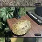 سلحفاة برمائية