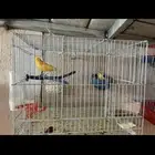 كناري
