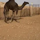 للبيع قعود لباني