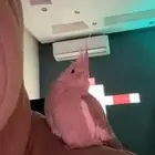 للبيع طير كروان البينو أليف جدا جدا