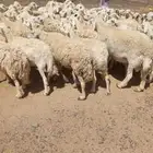 غنم 95راس حرش