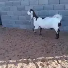 عرض لايفوتكم معزا عارضيه وعنزين هولنديه حليب وطيباة