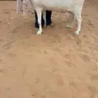 عنز فااخرة حاصب