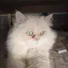 قط شيرازي ذكر لتبني