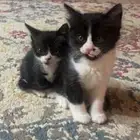 الاثنين ذكور والعمر شهر وعشر ايام