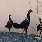 دجاج بكستاني