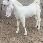 للبيع تيس جرم فاخر العمر ست شهور